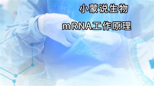 mRNA工作原理