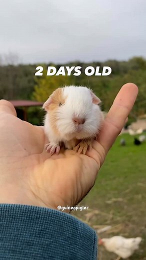 2 days old baby guinea pig 🙂 #guineapig #guineapigs #weeklyfluff | Guinea Pigs Unique Toys for Animals - Ginepig / Cavy