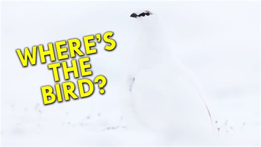 These Birds Have Mastered Camouflage