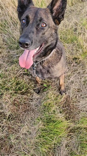 Recall – the most important command your dog needs to know. If you say “my dog’s recall is perfect when there are no dogs around,” then you don’t have recall. You either have it, or you don’t. It’s not situation-dependent. True recall means your dog comes back no matter the distraction — dogs, people, wildlife, traffic, or anything else. If you want re call like this drop us a message and you can start your training journey 💪 #reliabletraining #dog #dogs #dogtraining #balancetraining #recalltra