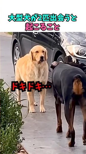 What Happens When Two Large Dogs Meet
