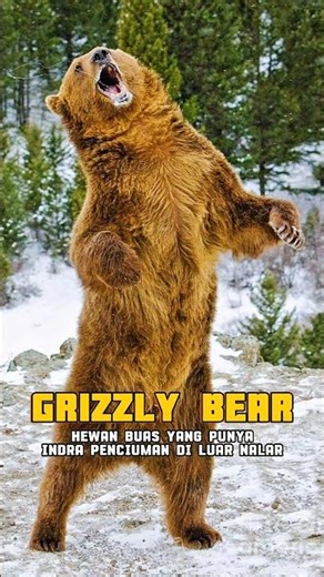 Fakta Gila Grizzly Bear yang Bikin Merinding! 😱😬 #shorts #animals