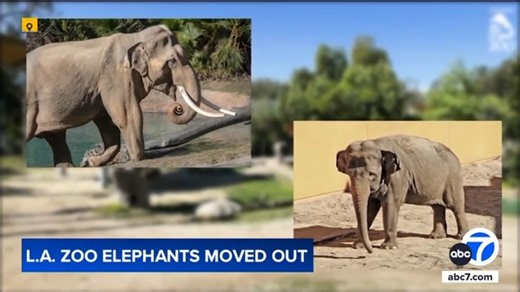 35K views · 501 reactions | Billy and Tina, who were the last two remaining Asian elephants at the Los Angeles Zoo, have officially been transferred after some controversy. See the full story here: https://abc7.la/3SfbIr7 | ABC7 Morning Show | Facebook