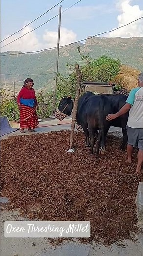 Millet Threshing the Traditional Way | Oxen in Action, Nepal