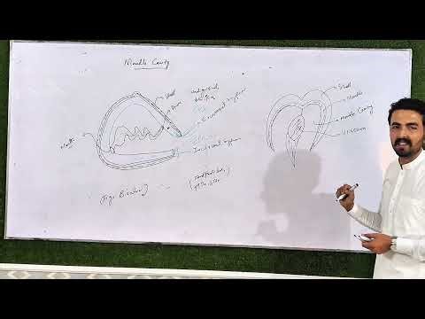Bivalve Mantle Cavity, Shell structure and Pearl Formation | Phylum Mollusca| Lecture 3