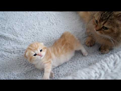 Here's a kitten that's so sleepy it can't stop yawning...
