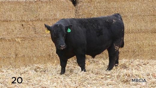 Lot 20: MBCIA - Minnesota Performance Tested Bull Sale