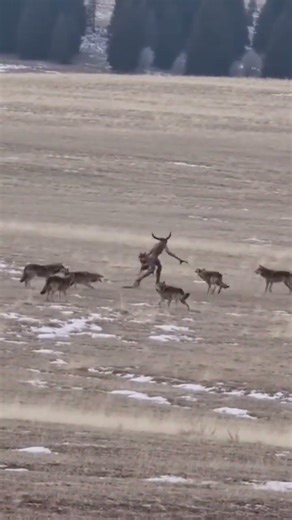 A Pack of Wild Wolves Surrounded a Mysterious Monster #animals #horror