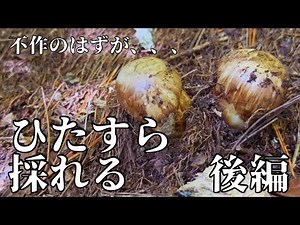 [Mushroom hunting] A miracle finally happens on the fourth try [Part 2]