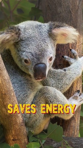 If you want to hear more craazy facts about koalas - checkout the newest video on my channel! #wild