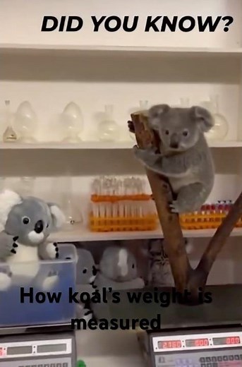 Did you know How Koala’s Weight get measured #koala #wildlife #koalaconservation #facts