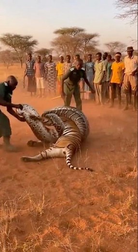 Wildlife Heroes Save Tiger From Massive Python Ambush!