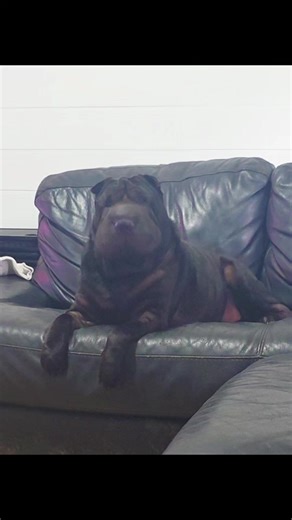 Meet Meithe the Shar Pei