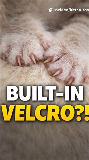 Why Kittens Have Razor Sharp Claws