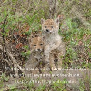 126 reactions · 39 shares | VT Fish & Wildlife and the trappers they support try and convince the public that leghold traps can be humane. That is simply not possible. Fish & Wildlife needs to start working for the people of Vermont, not just privileged special interests that inflict inordinate suffering on wildlife and domestic animals. Please help us raise awareness by sharing this video. The animals only have us! | Protect Our Wildlife Vermont | Facebook