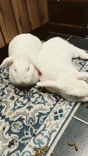 And they conceived their energy #funny #minilop #bunny #rabbits #pets #cute