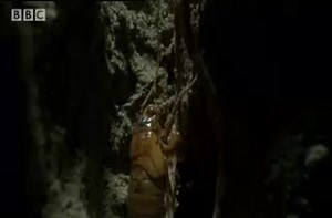 Interesting cicada life cycle.