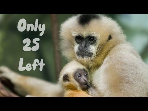 The 9 Rarest Animals Critically Endangered on Earth