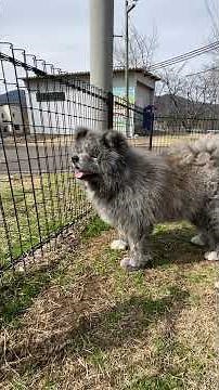 Kai, the long-haired Akita Inu, is a real cuddle bug even at the dog park.