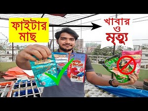 ফাইটার মাছকে সুস্থ রাখার জন্য, সঠিকভাবে খাওয়ানোর উপায়। Betta Fish or Fighter Fish Food Diet Routine