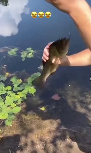 #why#funny#fish#bass#fyp#fishing#lure#slap#fishslap#viral#whyheslapitlikethat#fyp#viral