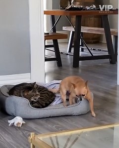 1.5K views · 34 reactions | Can I have my bed back?...