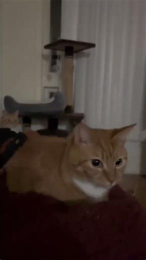 cat bouncing meme #cats #catmemes