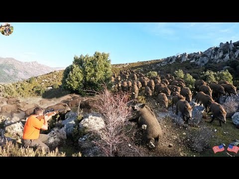 Unexpected Encounter With Largest Wild Boar Herd Ever - Massive Wild Boar Herd Threatens Farmers