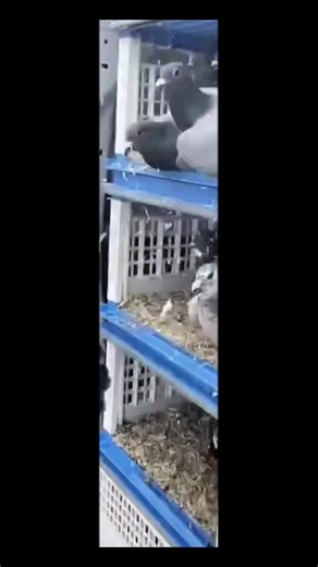 Pigeons Racing in 2025: A Closer Look