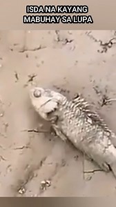 NATUKLASAN ANG KAKAIBANG URI NG ISDA NA KAYANG MABUHAY SA LUPA NG ILANG ARAW | Rudz TV