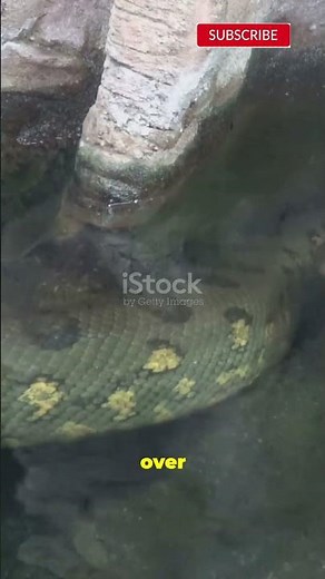 The GIANT Anaconda Discovery – Shocking Amazon Footage!