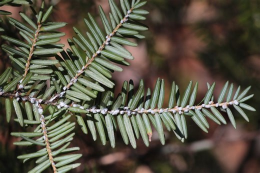 Ohio’s hemlock trees at risk from invasive insect; state offering extermination aid
