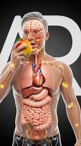 What Mango Really Does Inside Your Body (3D Scientific