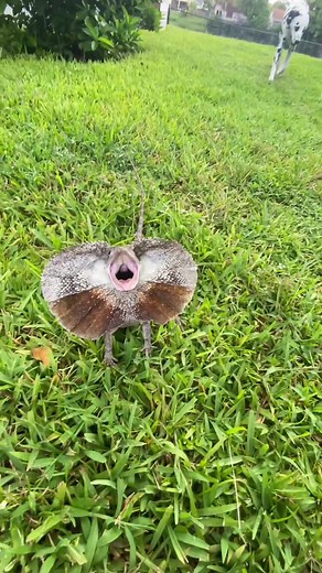 Discover the Fascinating Frilled Neck Lizard