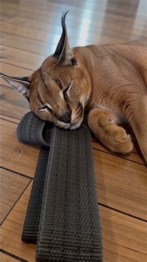 Limba the Caracal Claims My Strap (and Refuses to Move)😾