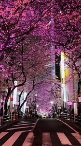 Shibuya Cherry Blossoms in Full Bloom