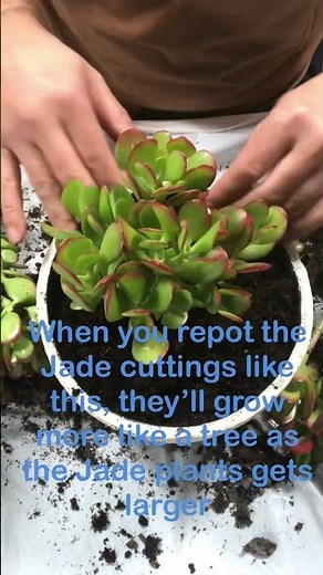 Jade Plant (Repot Cuttings)