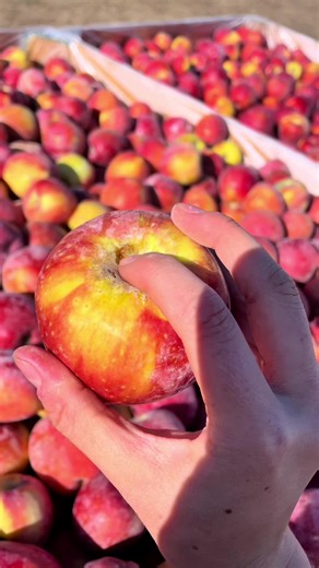 Apple Harvest Secrets: Why We Clip the Stems