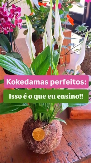 1.5K views |  Cada kokedama é uma peça viva, elegante e cheia de...