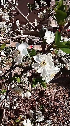 Beautiful White Cherry Blossoms in Sunlight #blossom