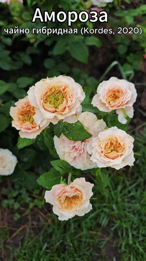 Волнистые лепестки Аморозы - это что-то #розы #красиво #шортс