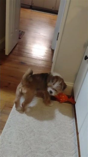 Howling to myself. #dogtalk #cutedog #howlingdog #puppy