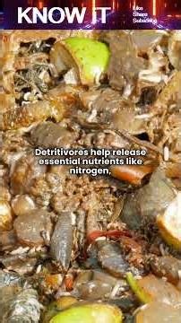 10 Incredible Facts About Detritivores
