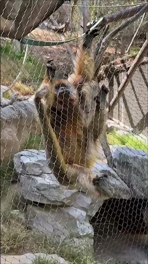 Black Howler Monkey at the L.A. Zoo!