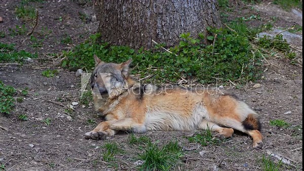 The wolf, Canis lupus, also known as the grey wolf or timber wolf is a canine native to the wilderness and remote areas of Eurasia and North America.