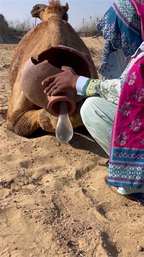 Camel life treatment #desertlife #animalofthar