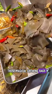 3.9K views · 19 reactions | This guy earn millions of dollars by growing konjac #guys #million #dollar #growing #Konjac | Lee Yumi | Facebook