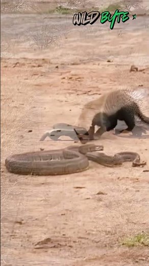 Why the Honey Badger Is Nature’s Ultimate Survivor 😳