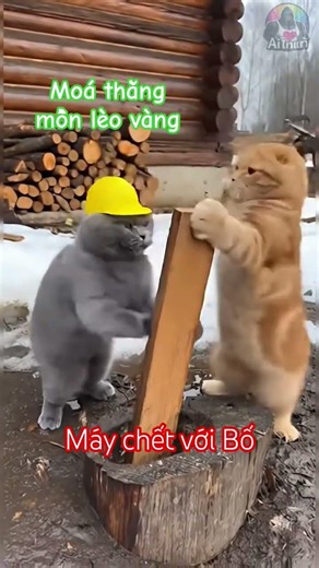 Hài hước động vật Mồn lèo xám bị mồn lèo vàng cố tình chơi khăm #shorts