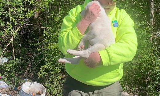 Group finds puppy abandoned in St. Louis-area trash pile during cleanup